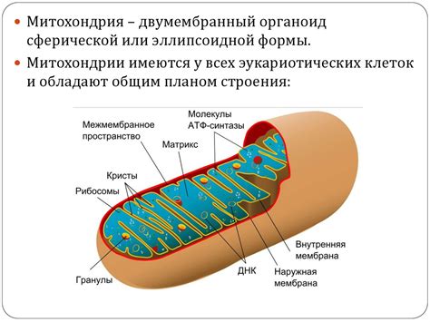 Митохондрии: энергетические "заводы" клетки