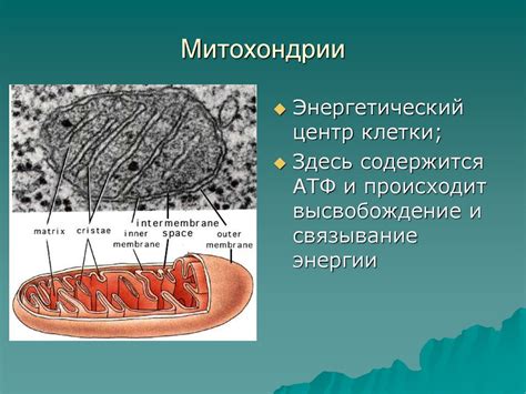 Митохондрии: энергетический центр клетки