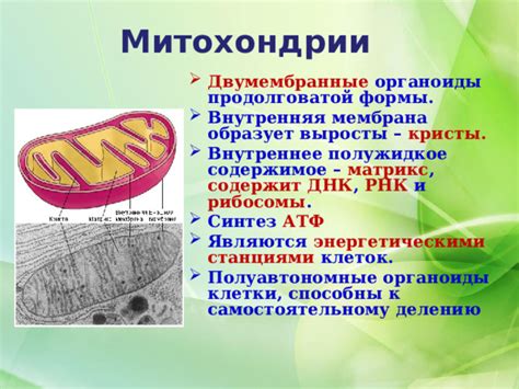 Митохондрии и белковый синтез