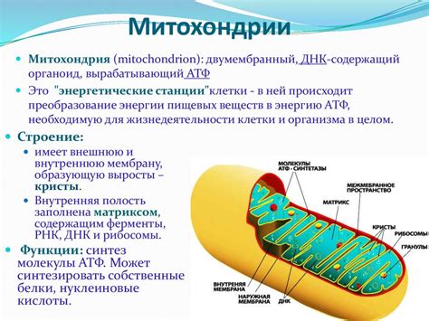 Митохондрии клетки: работа и значение