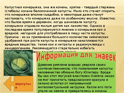 Мифы о кочерыжке от капусты для собак