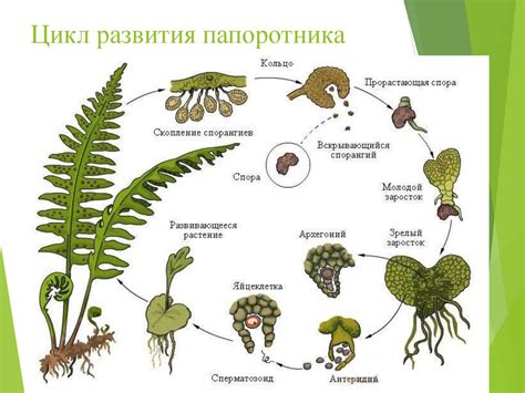 Мифы о размножении мхов