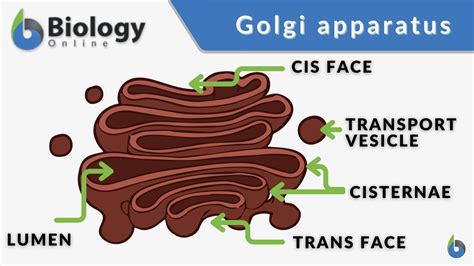 Миф о наличии Golgi-apparatus