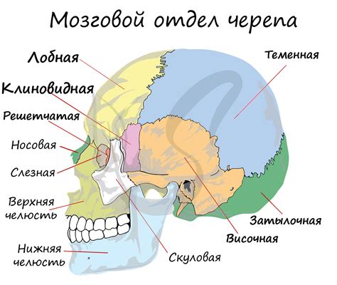 Мозговой отдел черепа