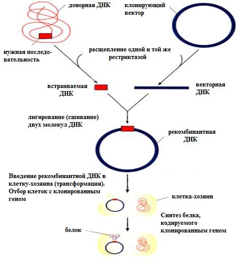 Молекулярно-генетические методы определения пола