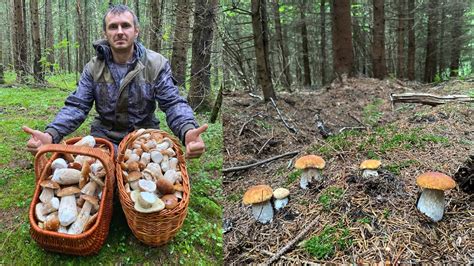 Мониторинг и уход за грибами в лесу