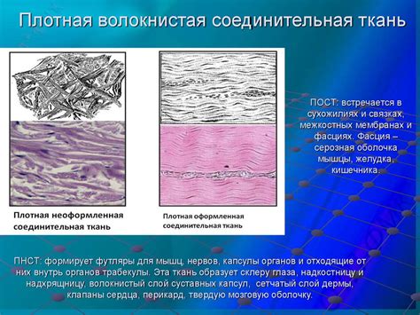 Мускулатура и соединительная ткань