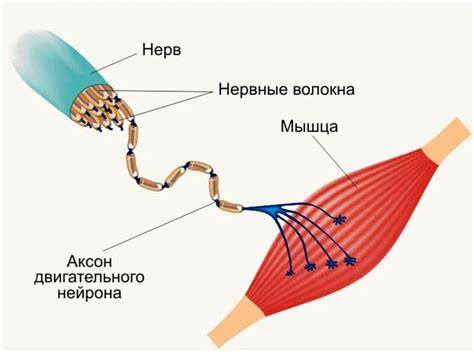 Мышечный аппарат