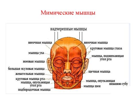 Мышцы и их функции в системе движения и атаки