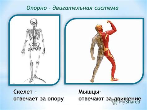 Мышцы и скелет: движение благодаря взаимодействию