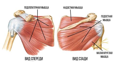 Мышцы и сухожилия, прикрепляющиеся к малому бугорку плечевой кости: