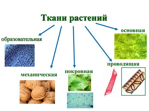 Мягкость и шелковистость от корня до кончика