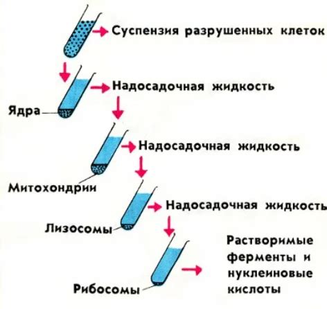 Наблюдения и исследования органоидов