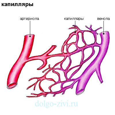 Нагрузка на капилляры в результате стресса