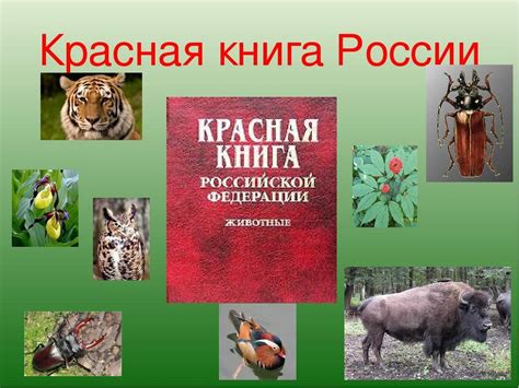 Наличие гепарда в Российской Красной книге