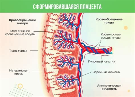 Нарастание плаценты и хориона