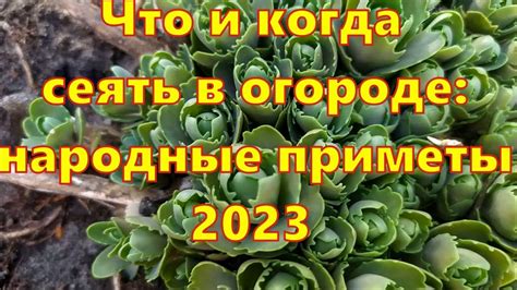 Народные приметы для успешного возделывания огорода