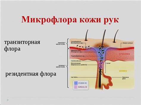 Нарушение микрофлоры кожи