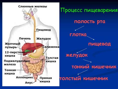 Нарушение пищеварения: проблемы с перевариванием пищи
