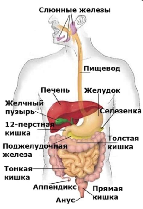 Нарушение пищеварения овощей