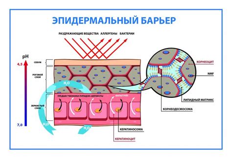 Нарушение функции кожного барьера