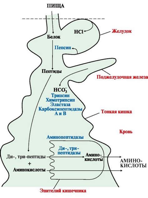 Нарушение химического баланса в желудке