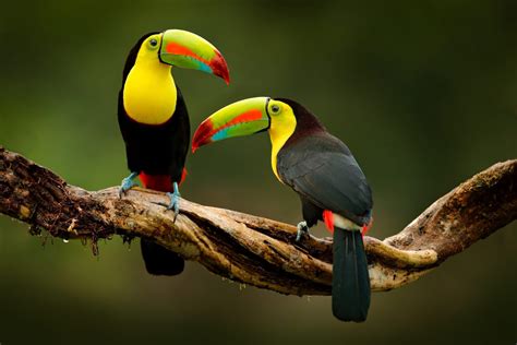 Настройка Toucan bird