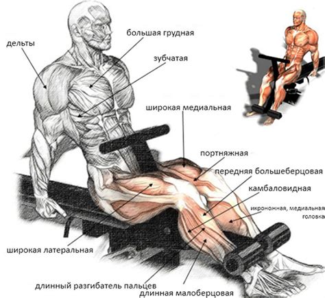 Насыщенность ягодиц при разгибании