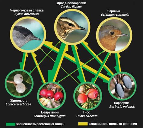 Научное исследование: природное взаимодействие между птицами и плодовыми растениями