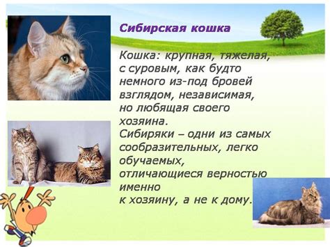 Научные данные о метке кошек