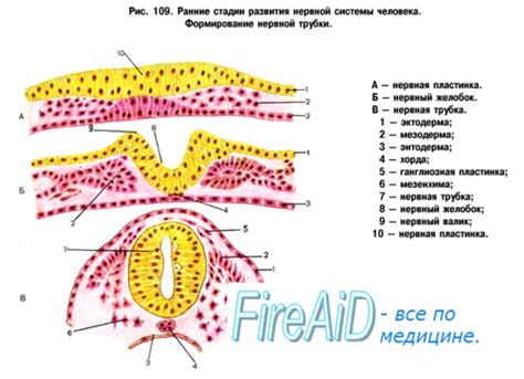 Начало формирования плода и нервной системы