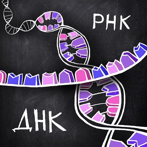 Начальный процесс и передвижение подобной ДНК РНК в организме