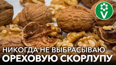 Неблагоприятные свойства грецкого ореха для определенных групп людей