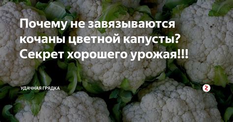 Неблагоприятные условия выращивания