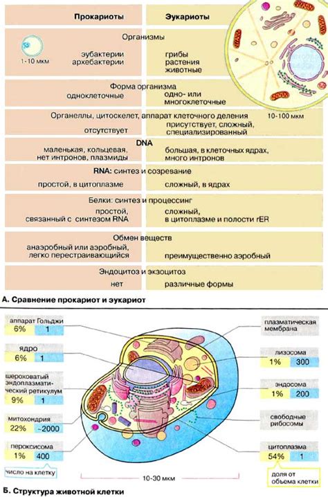 Невероятное значение этой клетки в химии