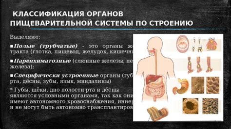 Негативные последствия для функционирования пищеварительной системы