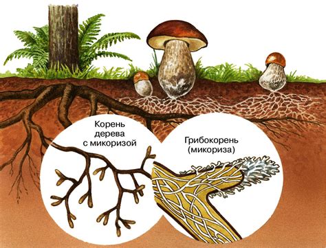 Недостаток микоризы и микоризных грибов