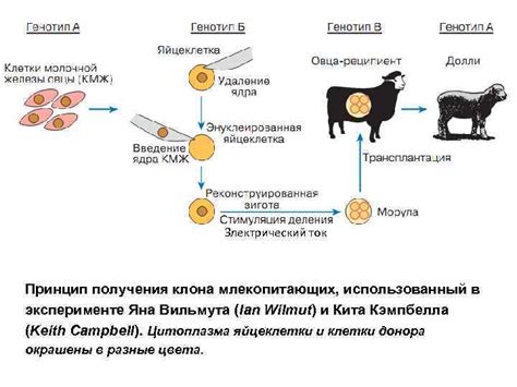 Необходимость клонирования