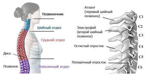 Необходимость переноса выражения "шейный отдел позвоночника" на новую строку