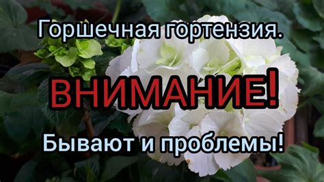 Необходимые условия для успешного содержания