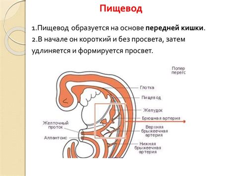 Неполное развитие глотки