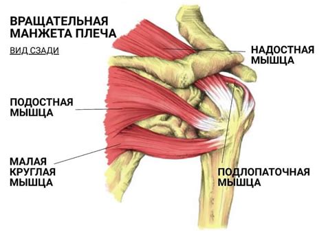 Неправильное положение плеча