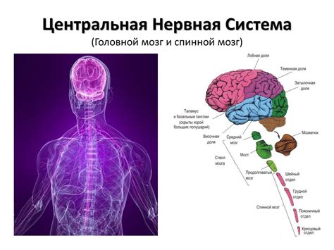 Нервная система: способность мозга мыслить и реагировать