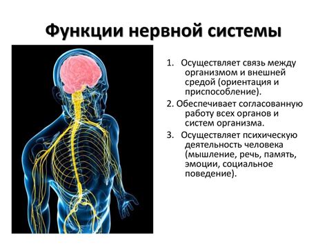 Нервная система и ее влияние на работу организма