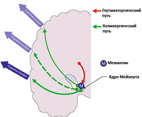 Нервное возбуждение