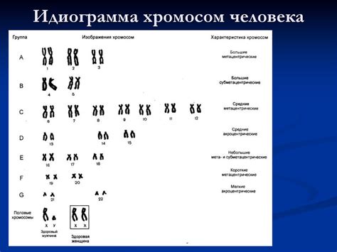 Нерегулярное распределение хромосом