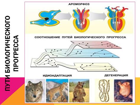 Новые исследования: взаимосвязь между эволюцией видов и наличием костей в хвосте щуки