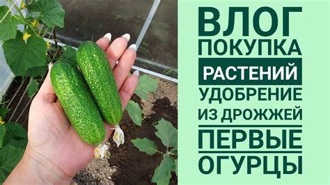 Нюансы покупки огурцов