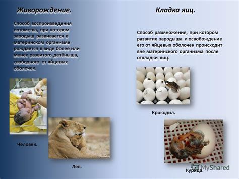 Обеспечение питания для развития яиц и потомства