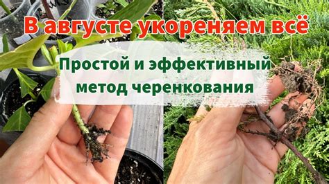 Обеспечение успешного укоренения отростка грозди